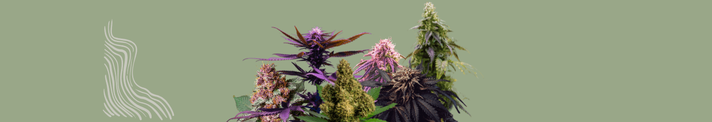 Verschiedene Cannabisblüten